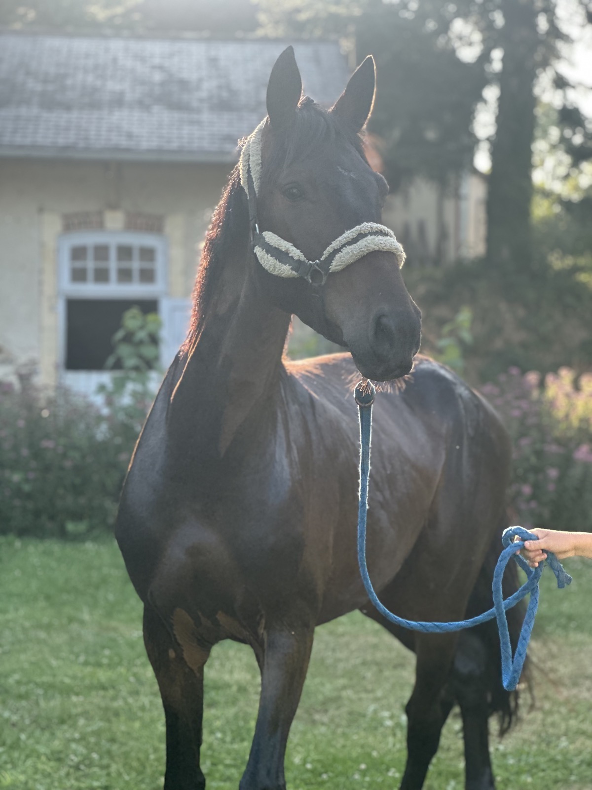 Cheval bai au coucher de soleil